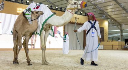 300 ألف ريال حصيلة اليوم الثاني لمزاد الهجن بمعرض الصقور