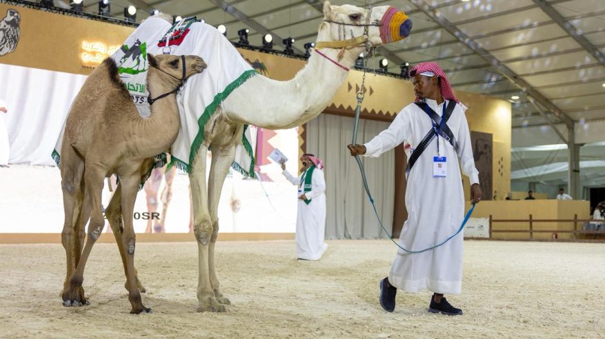 300 ألف ريال حصيلة اليوم الثاني لمزاد الهجن بمعرض الصقور
