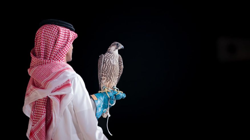بيع صقرين بـ 578 ألف ريال في الليلة الـ 13 لمزاد نادي الصقور