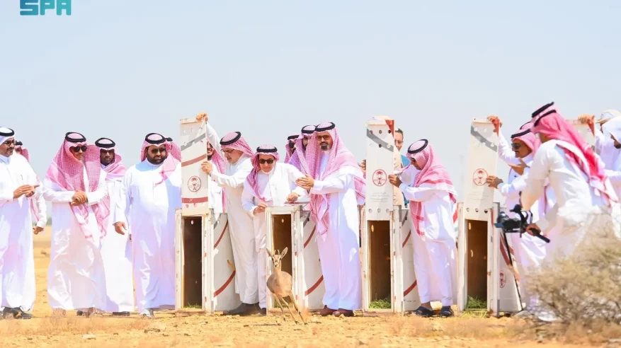 أمير جازان يُطلق “ظباء الأدمي” بمحمية جزر فرسان