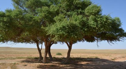 برامج حماية الغطاء النباتي تُسهم في انتشار الطلح بأودية تيماء والقليبة
