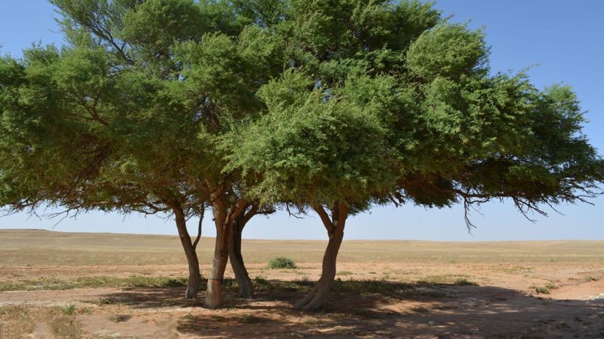 برامج حماية الغطاء النباتي تُسهم في انتشار الطلح بأودية تيماء والقليبة