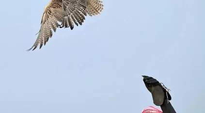 المجيرمة.. وجهة الصقّارين وهواة الطيور المهاجرة على ساحل البحر الأحمر