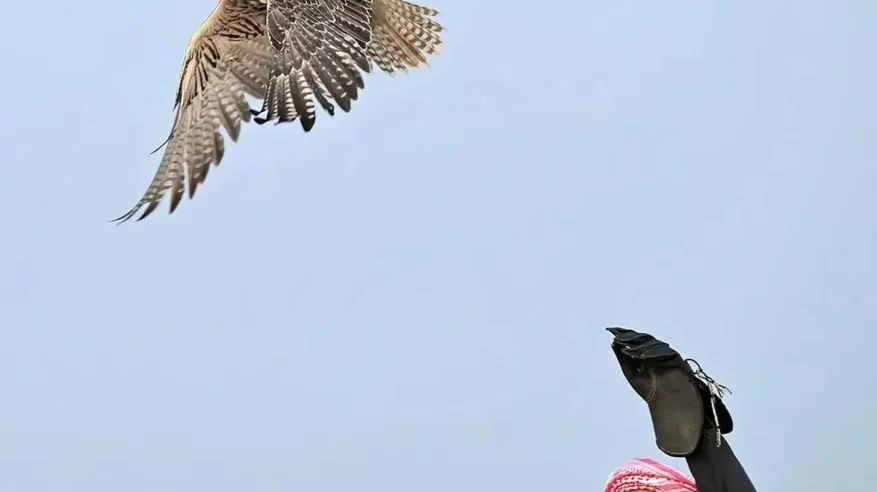 المجيرمة.. وجهة الصقّارين وهواة الطيور المهاجرة على ساحل البحر الأحمر