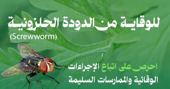 إجراءات الوقاية من الدودة الحلزونية لحماية الثروة الحيوانية