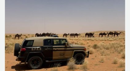 ضبط مواطن رعى 40 متنًا من الإبل في محمية الإمام تركي
