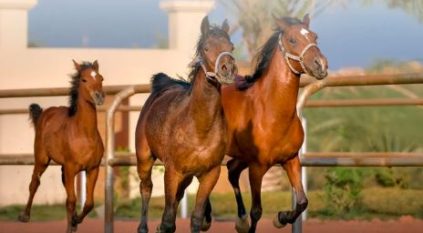 البيئة تطرح فرصة استثمارية لتربية وإنتاج الخيل بالمنطقة الشرقية