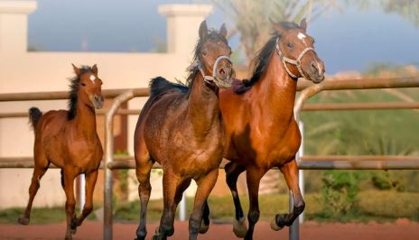 البيئة تطرح فرصة استثمارية لتربية وإنتاج الخيل بالمنطقة الشرقية