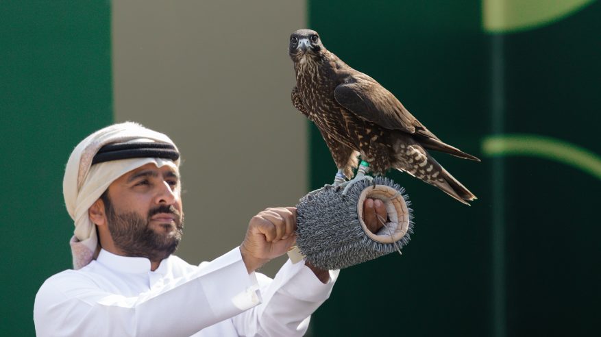 كأس نادي الصقور 2025 يسدل الستار على مسابقة الملواح بـ6 أشواط ختامية للنخبة