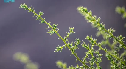 ظهور الشوك الروسي في منطقة الحدود الشمالية