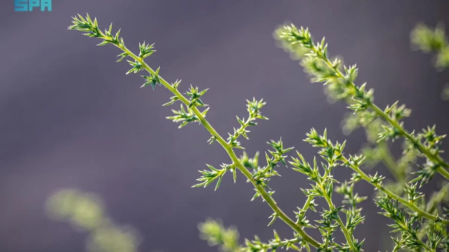 ظهور الشوك الروسي في منطقة الحدود الشمالية