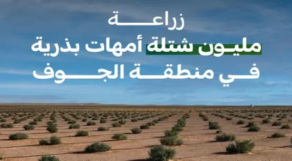 زرع مليون شتلة لأمهات البذور في الجوف