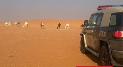 ضبط مواطن رعى 11 متنًا من الإبل في محمية الإمام عبدالعزيز