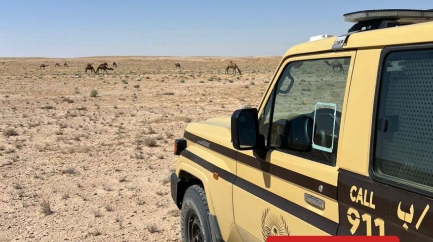 ضبط مخالف رعى 21 متنًا من الإبل في محمية الملك عبدالعزيز