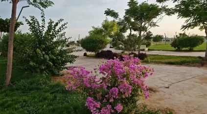 نجران تتزين بأكثر من 500 ألف وردة وشجرة 