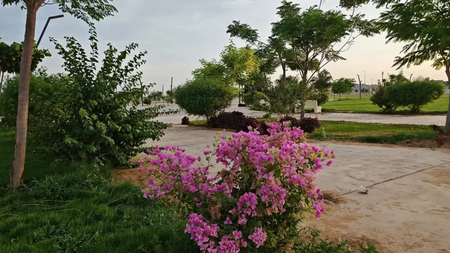 نجران تتزين بأكثر من 500 ألف وردة وشجرة 