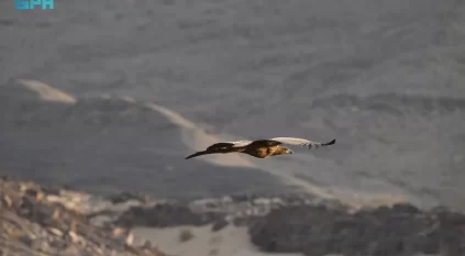 محمية الأمير محمد بن سلمان الملكية ترصد أول ظهور للنسر الأبيض الذيل في المملكة