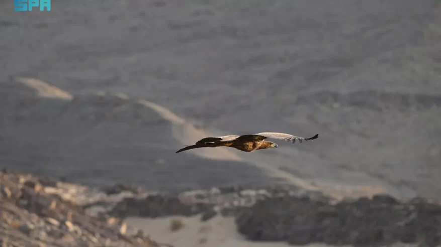 محمية الأمير محمد بن سلمان الملكية ترصد أول ظهور للنسر الأبيض الذيل في المملكة