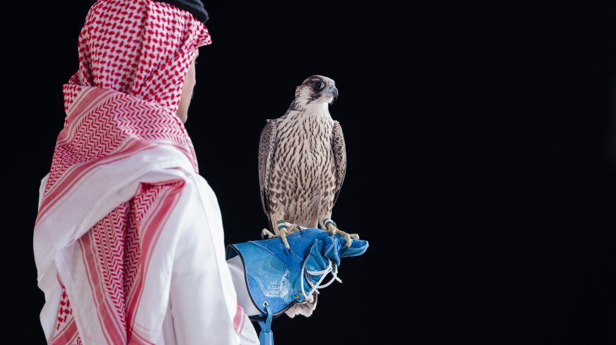 بيع شاهين فرخ في الليلة الـ19 لمزاد نادي الصقور السعودي 2025