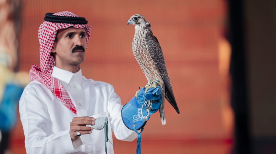 بيع شاهين شرورة بـ 351 ألف ريال في الليلة الـ 25 لمزاد نادي الصقور