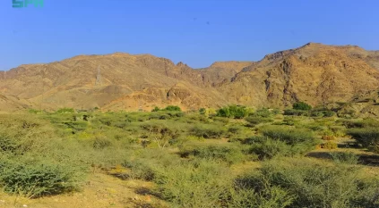 النحَّالون يجنون عسل أزهار السدر من شعاب وأودية نجران