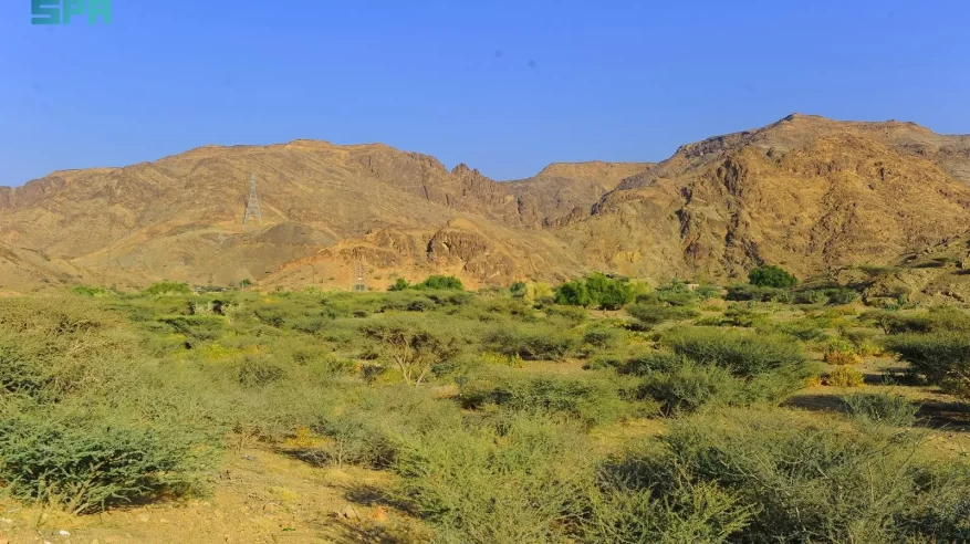 النحَّالون يجنون عسل أزهار السدر من شعاب وأودية نجران