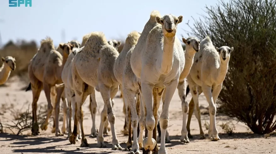 “الشديد”.. رحلة موسمية تقود الإبل إلى مواطن الربيع