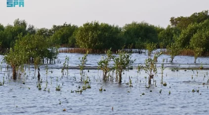 غابات المانجروف في رابغ.. رئة طبيعية تعيد التوازن البيئي وتثري التنوع الحيوي