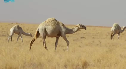 السافانا ترسم لوحات طبيعية آسرة في مراعي لينة التاريخية