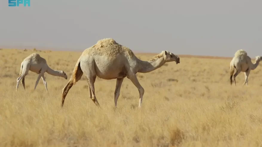 السافانا ترسم لوحات طبيعية آسرة في مراعي لينة التاريخية