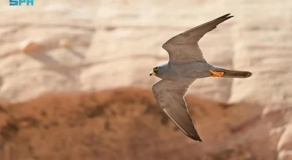 ازدهار أعداد الصقر الأسحم في محمية شرعان الطبيعية في العلا