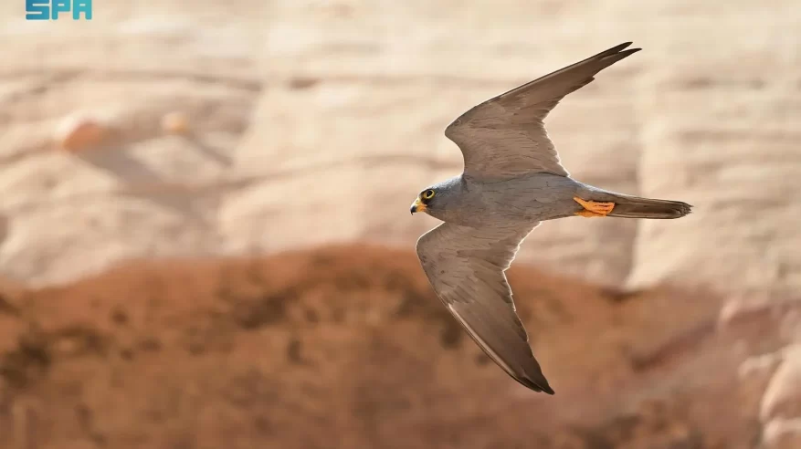 ازدهار أعداد الصقر الأسحم في محمية شرعان الطبيعية في العلا