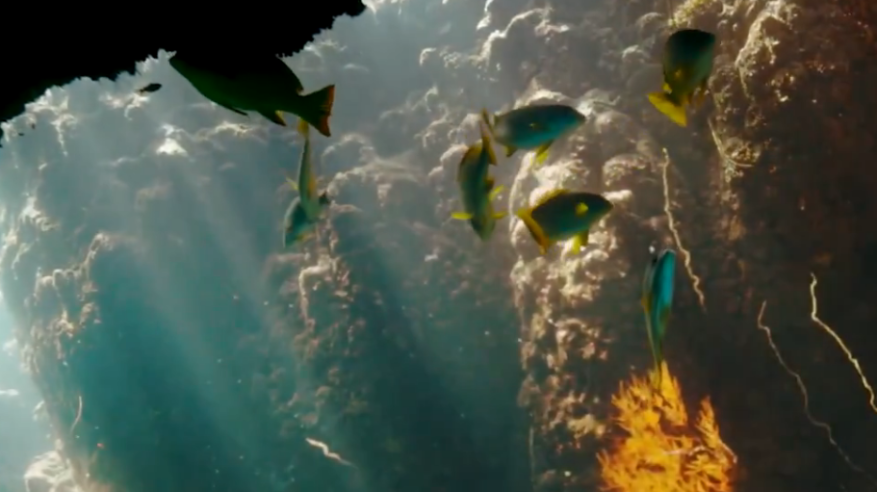 إدراج الثقوب الزرقاء و”رأس حاطبة” ضمن قائمة المحميات الوطنية السعودية