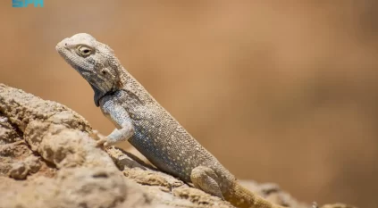 الزواحف تعزز التوازن البيئي شمال السعودية