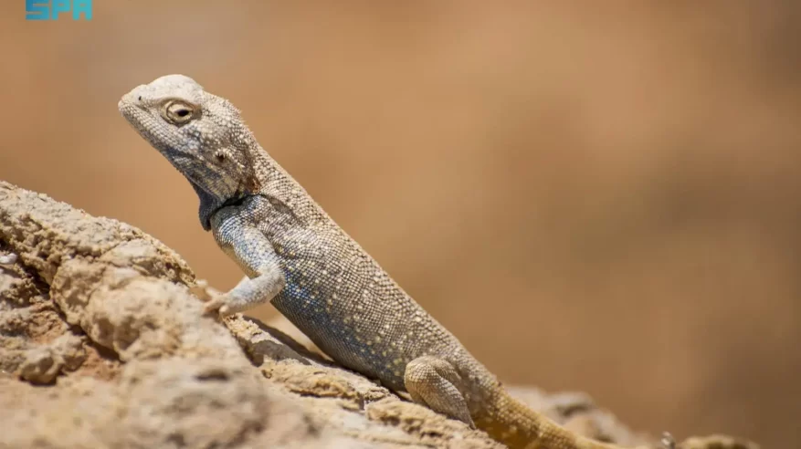 الزواحف تعزز التوازن البيئي شمال السعودية