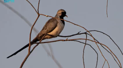 انتشار اليمام طويلة الذيل في الشمالية