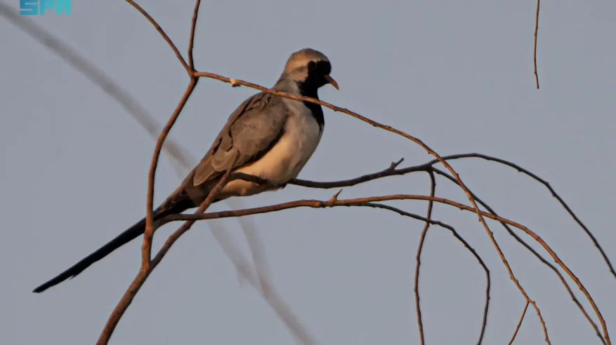 انتشار اليمام طويلة الذيل في الشمالية