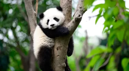 بعد 13 عامًا.. فرنسا تعيد اثنين من الباندا العملاقة إلى الصين