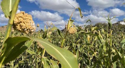 حصاد الذرة في عسير.. مورد زراعي يدعم الأمن الغذائي والتنمية الريفية