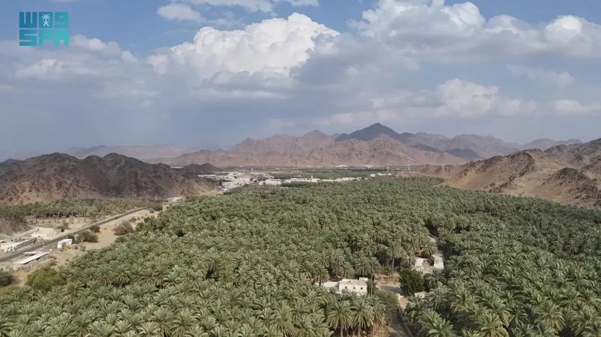 برني العيص.. إرث زراعي أصيل يُجسّد تميّز التمور السعودية