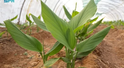 نجاح زراعة الكركم في تبوك