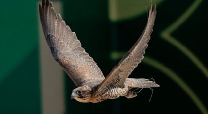 182 صقرًا يتنافسون في سابع أيام كأس نادي الصقور.. وصقارة سعودية تتصدر أحد أشواطه