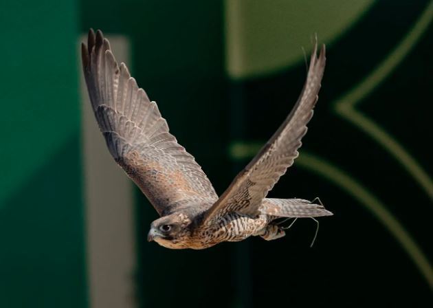 182 صقرًا يتنافسون في سابع أيام كأس نادي الصقور.. وصقارة سعودية تتصدر أحد أشواطه