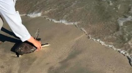 الحياة الفطرية يُطلق سلحفاتين بحريتين في محمية الجبيل