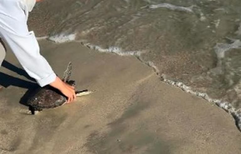 الحياة الفطرية يُطلق سلحفاتين بحريتين في محمية الجبيل