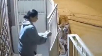 فيديو.. نمر عملاق يهاجم امرأة خارج منزلها