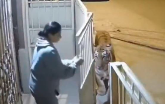 فيديو.. نمر عملاق يهاجم امرأة خارج منزلها