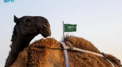الإبل بنجران.. إرث متجذّر وصوت حاضر في ذاكرة الإنسان والمكان