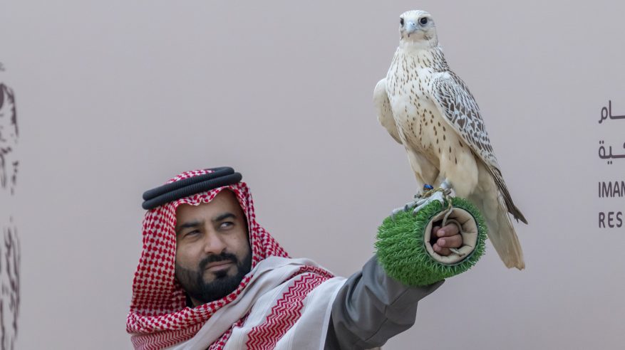 مهرجان الصقور يقيم 6 أشواط للمحترفين المحليين في يومه الثاني