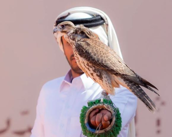 185 صقرًا للمحترفين المحليين يتنافسون في اليوم السابع لمهرجان الملك عبدالعزيز